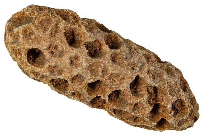 Fossil Cycadophyte Seed Cone - Boujdour, Morocco #339324
